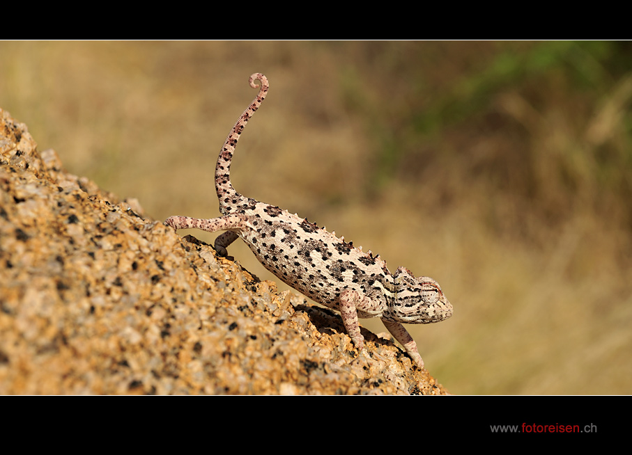 Namaqua Chamäleon