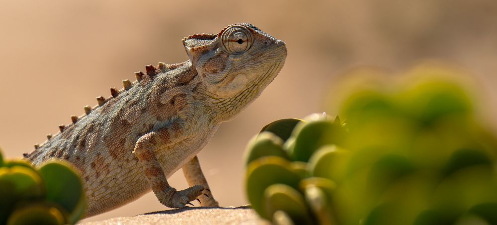 Namaqua Chamäleon