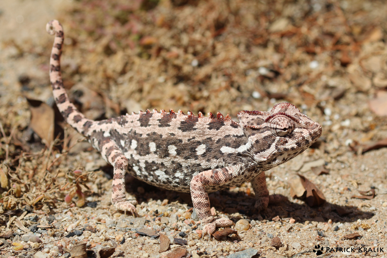 Namaqua Chamäleon