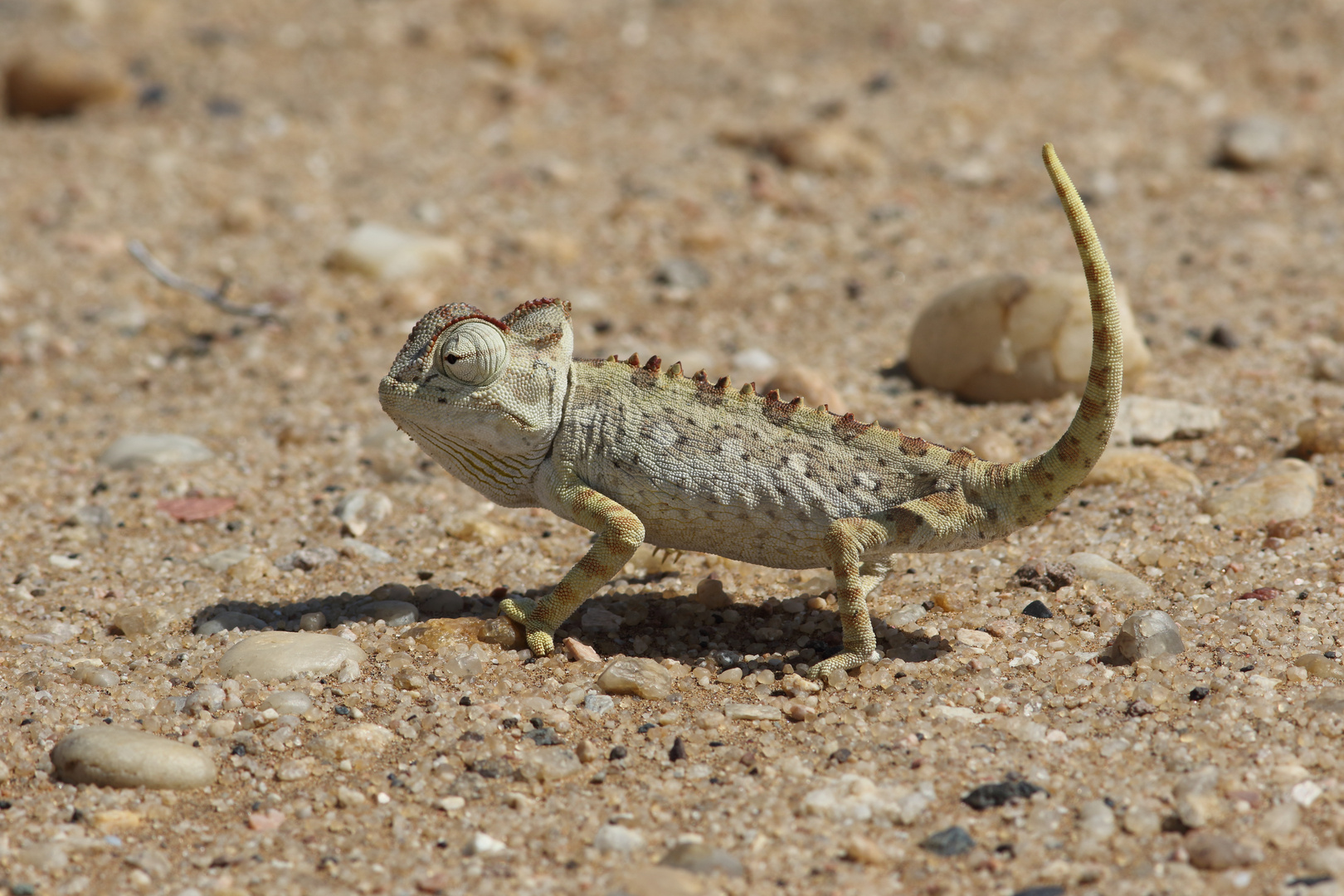 Namaqua Chamäleon (Chamaeleo namaquensis)