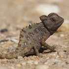 Namaqua Chamäleon (Chamaeleo namaquensis)