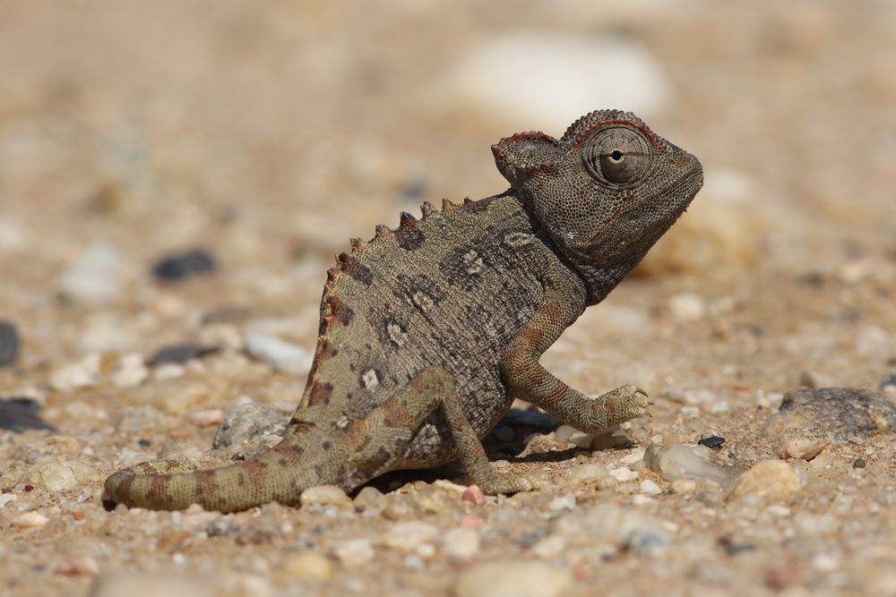 Namaqua Chamäleon (Chamaeleo namaquensis)