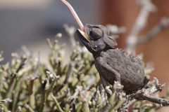 Namaqua-Chamäleon, Namibwüste