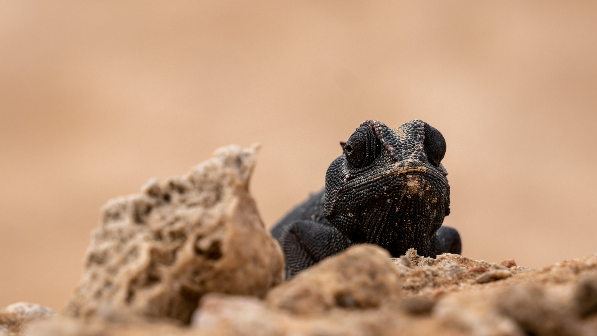 Namaqua Chameleon