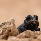 Namaqua Chameleon