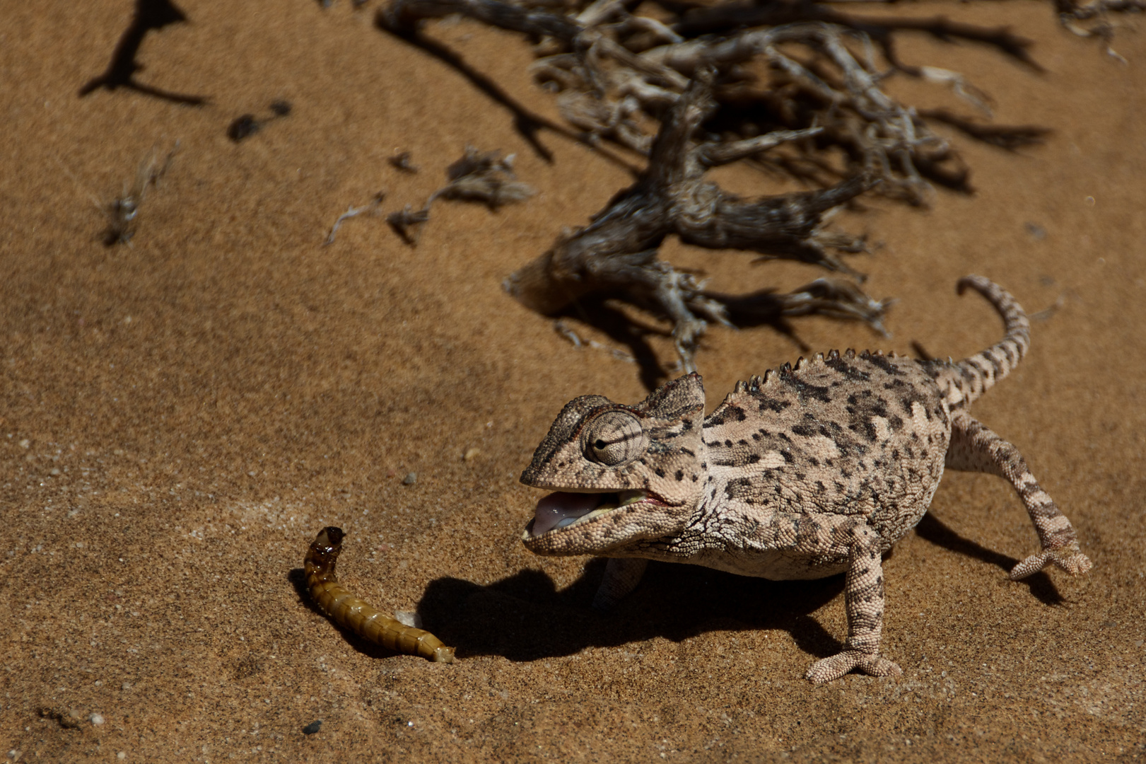 Namaqua Chameleon ("Happy meal")