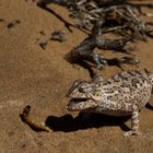 Namaqua Chameleon ("Happy meal")