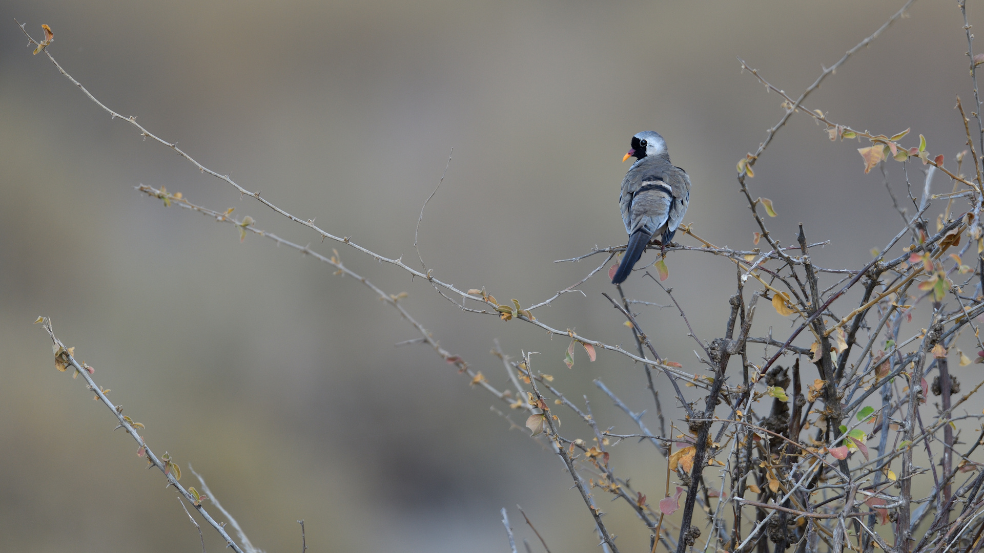 Namaqua Dove