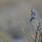 Namaqua Dove