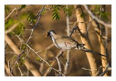 Namaqua Dove