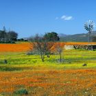 Namaqua National Park 2