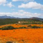 Namaqua National Park