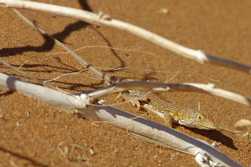 Namaqua Sand Lizard