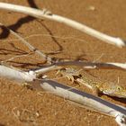 Namaqua Sand Lizard