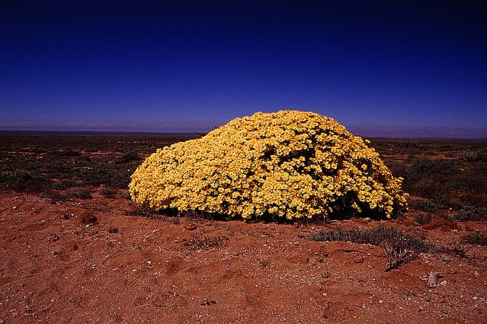 Namaqualand