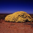 Namaqualand