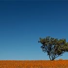 Namaqualand