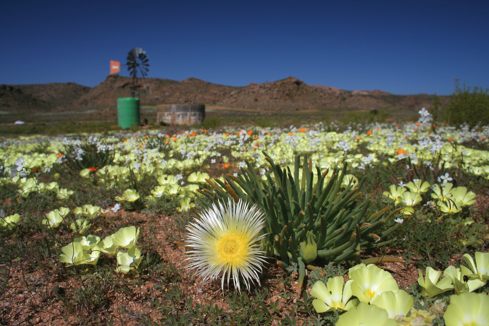 Namaqualand Blumensaison