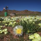 Namaqualand Blumensaison