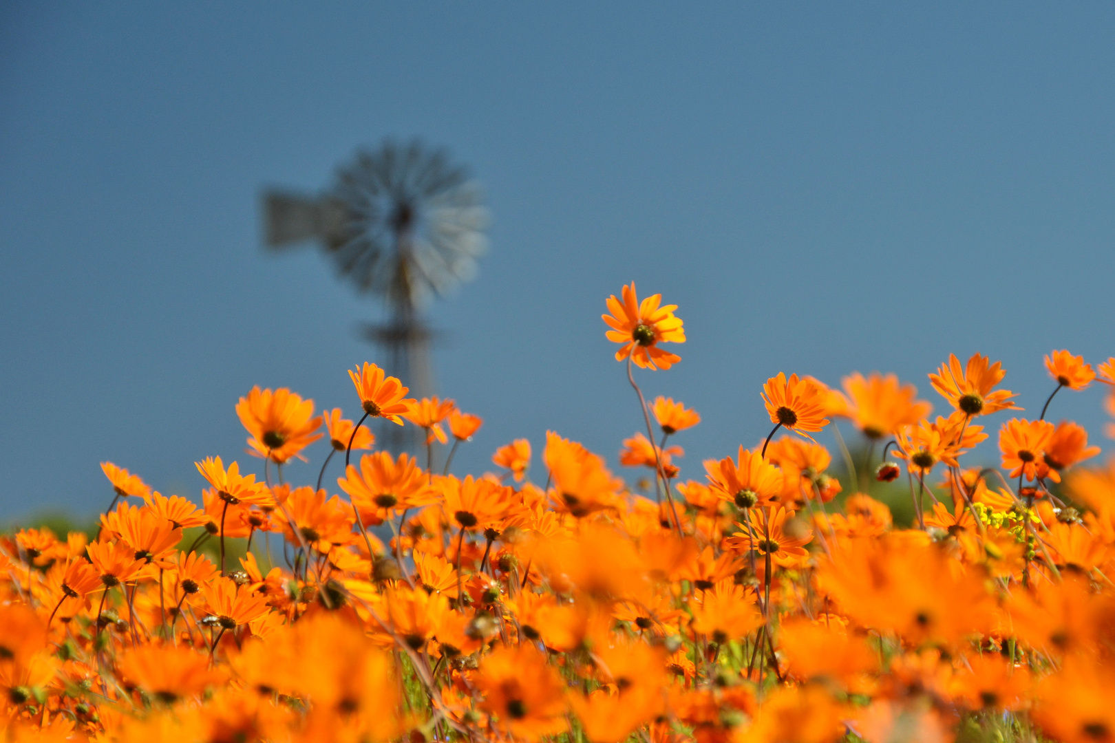 Namaqualand Daisies