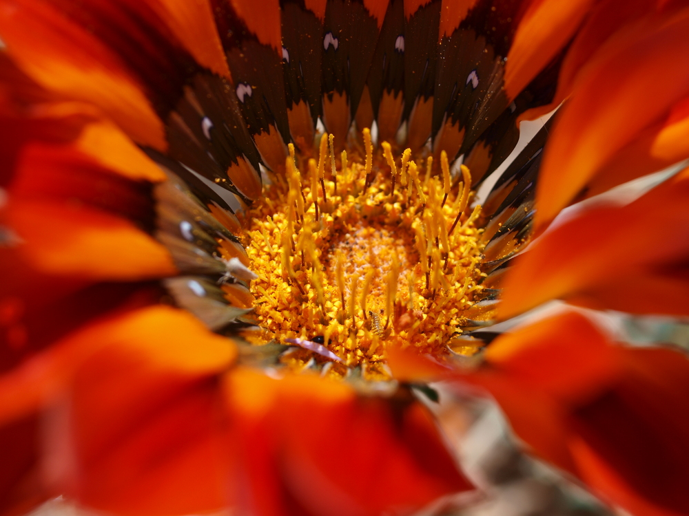 Namaqualand-Daisy - Nachgelegt!