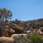 Namaqualand