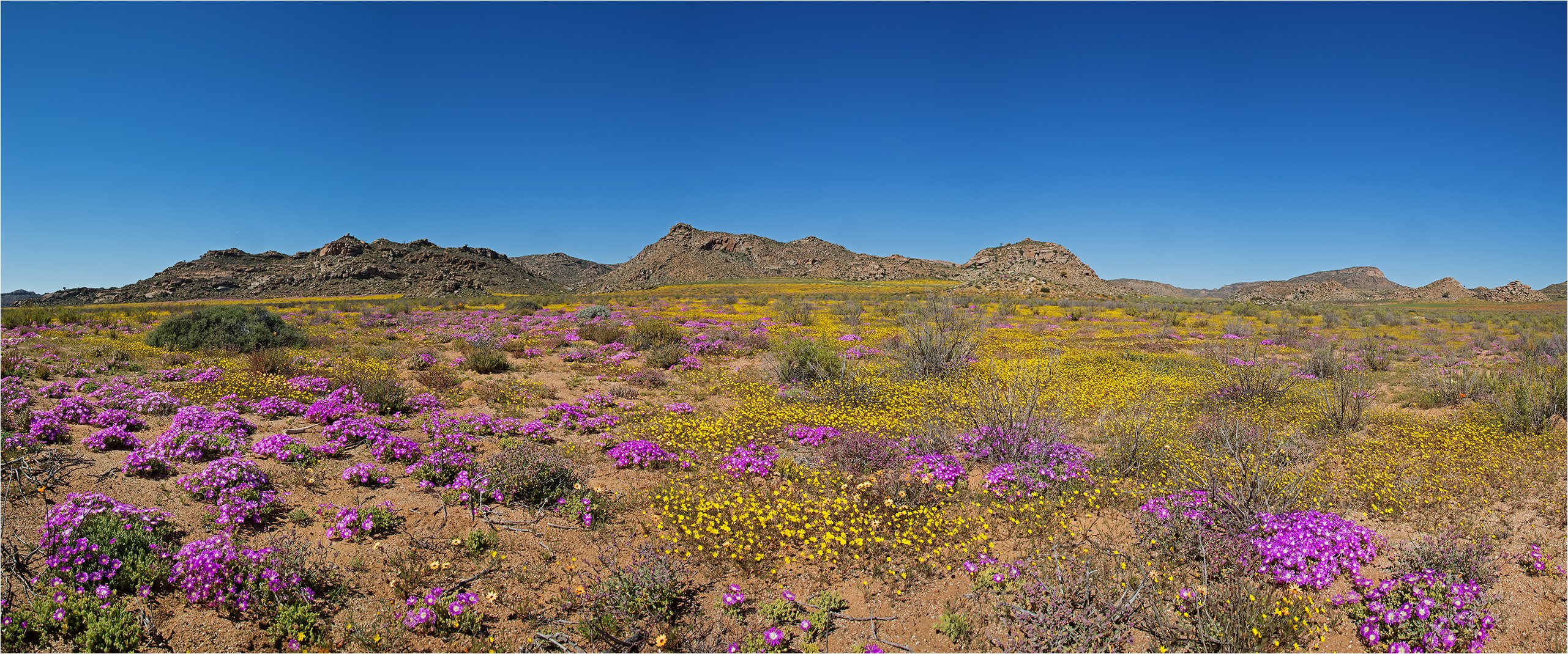 Namaqualand, die Wüste blüht