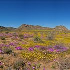 Namaqualand, die Wüste blüht