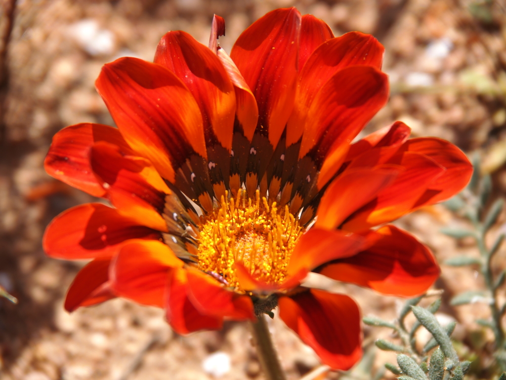 Namaqualand - eine der zahlreichen Daisy-Arten