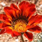 Namaqualand - eine der zahlreichen Daisy-Arten