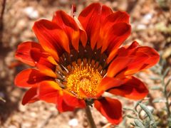 Namaqualand - eine der zahlreichen Daisy-Arten