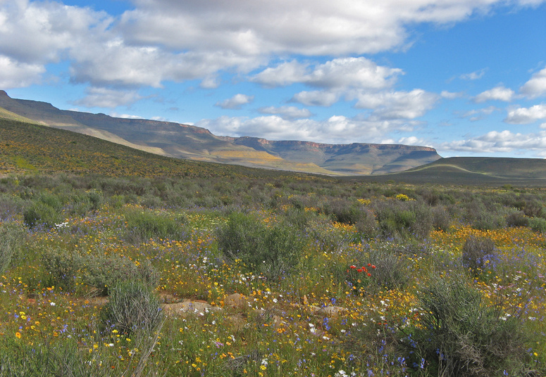 Namaqualand Flower Season 1