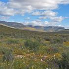 Namaqualand Flower Season 1