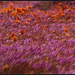 NAMAQUALAND Flowers 1