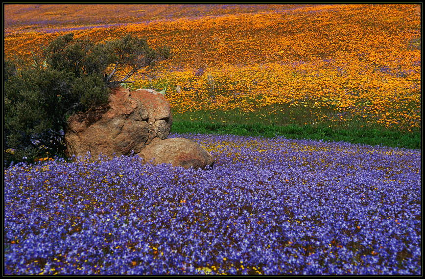 NAMAQUALAND Flowers 10