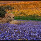 NAMAQUALAND Flowers 10