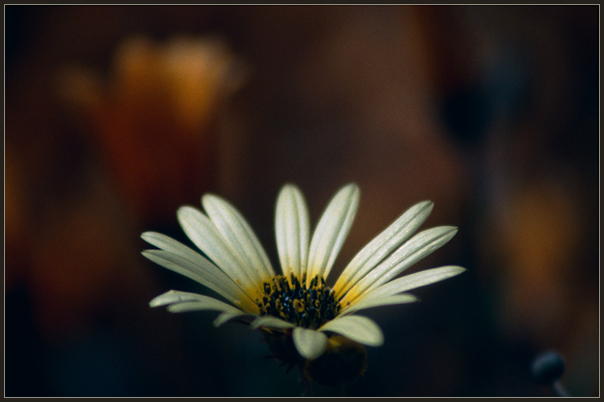 NAMAQUALAND Flowers 16