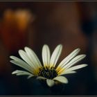 NAMAQUALAND Flowers 16