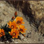 NAMAQUALAND Flowers 2