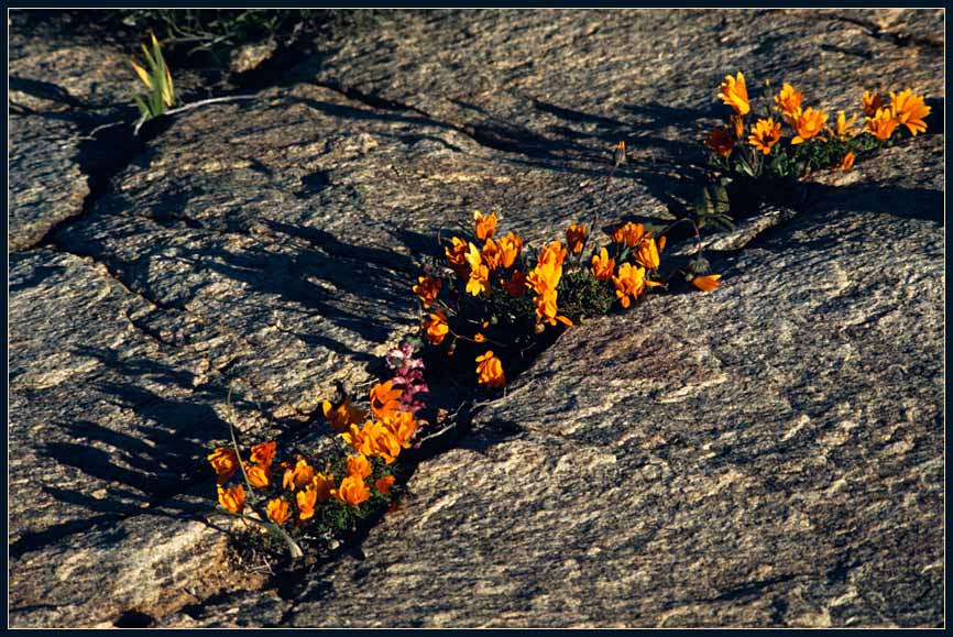 NAMAQUALAND Flowers 22