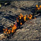 NAMAQUALAND Flowers 22