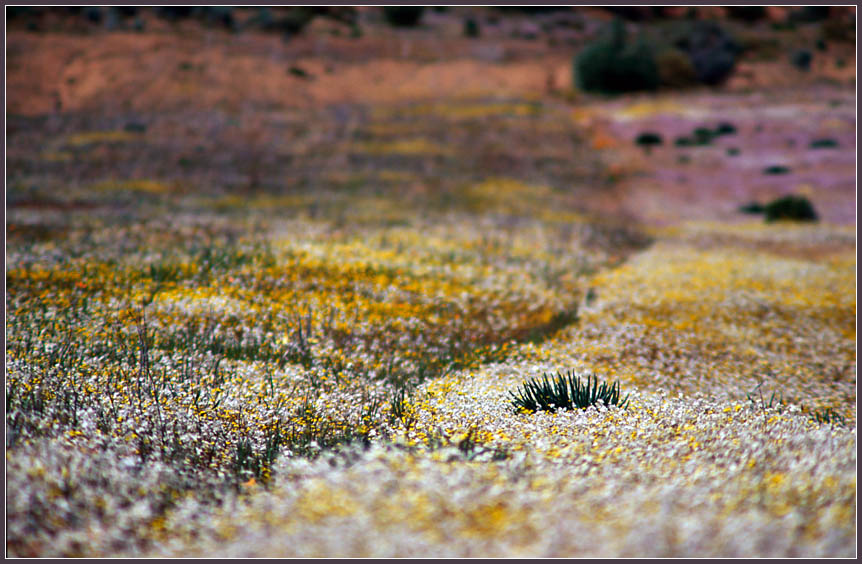 NAMAQUALAND Flowers 3