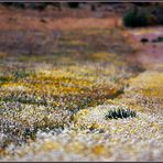 NAMAQUALAND Flowers 3