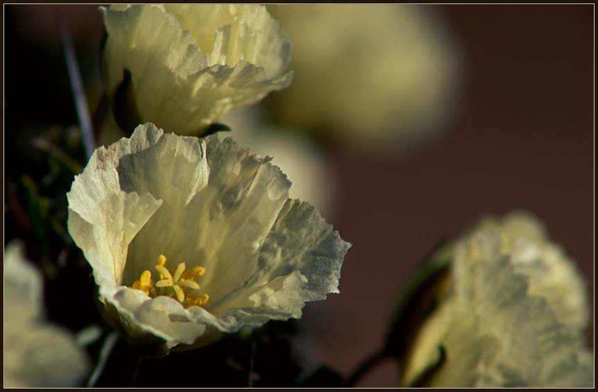 NAMAQUALAND Flowers 4