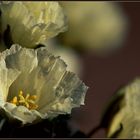 NAMAQUALAND Flowers 4