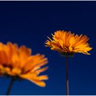 NAMAQUALAND Flowers 8