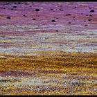 NAMAQUALAND Flowers 9