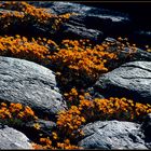 NAMAQUALAND Flowers5