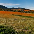 Namaqualand im Panorama