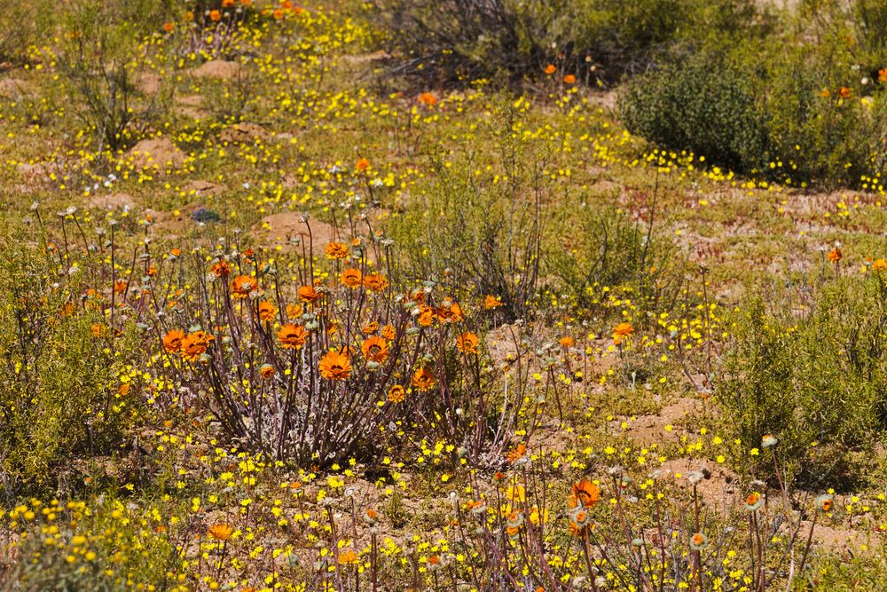 Namaqualand-Margerite (Dimorphotheca sinuata)